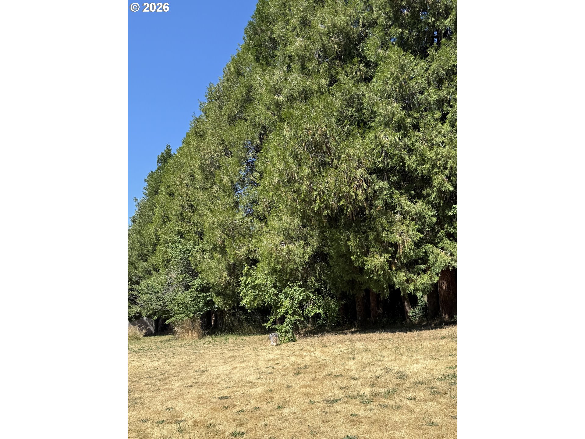 150 Southwest Brantley Drive Winston, OR 97496 - Photo 14 of 16 Backyard