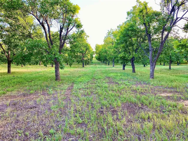 a huge green field with lots of trees