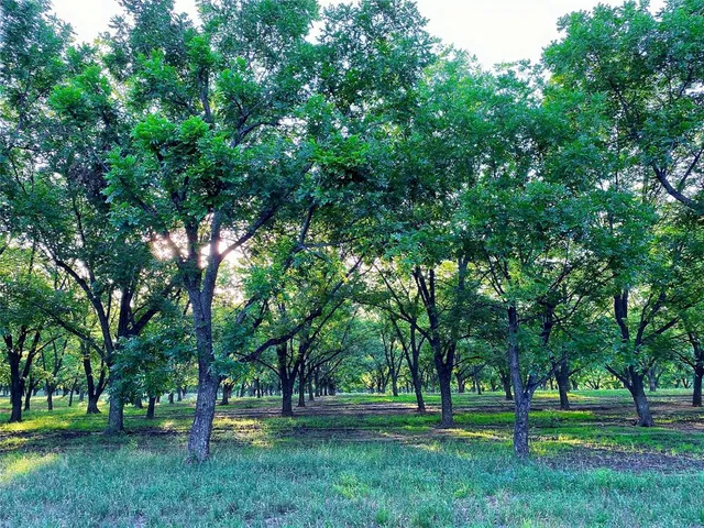 a huge green field with lots of trees