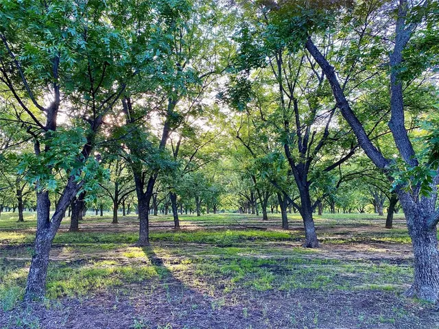 a view of a park with large trees