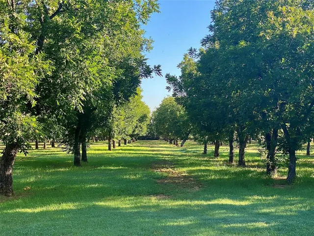 a view of a yard with a large trees