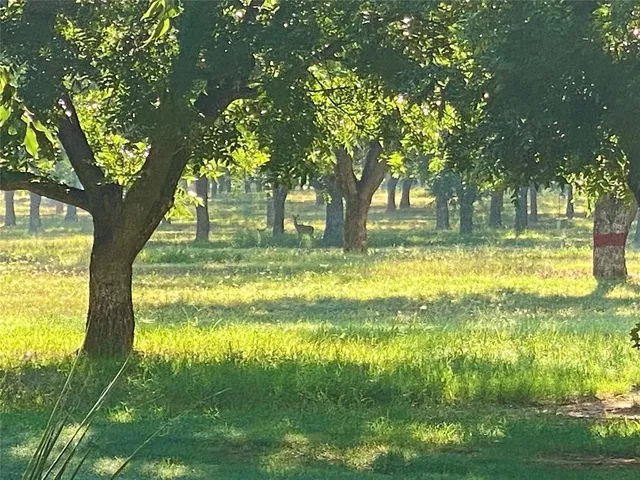 a huge green field with lots of trees