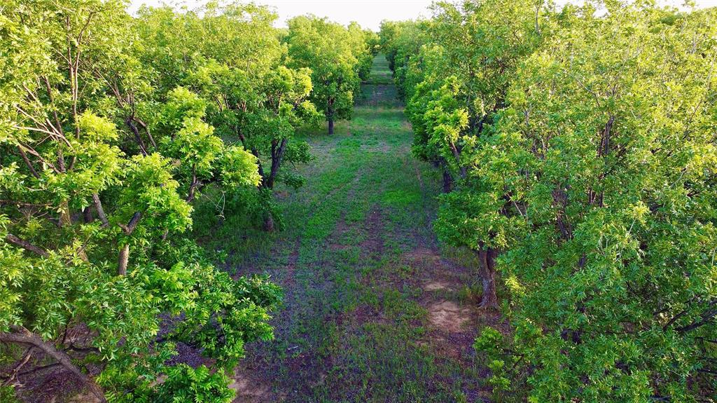 751 County Road 424 Comanche, TX 76442 - Photo 5 of 26 a view of a garden with plants