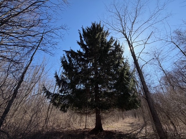 West Somerset Road South Appleton, NY 14008 - Photo 5 of 27