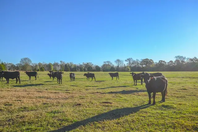 a view of a forest with trees in the background