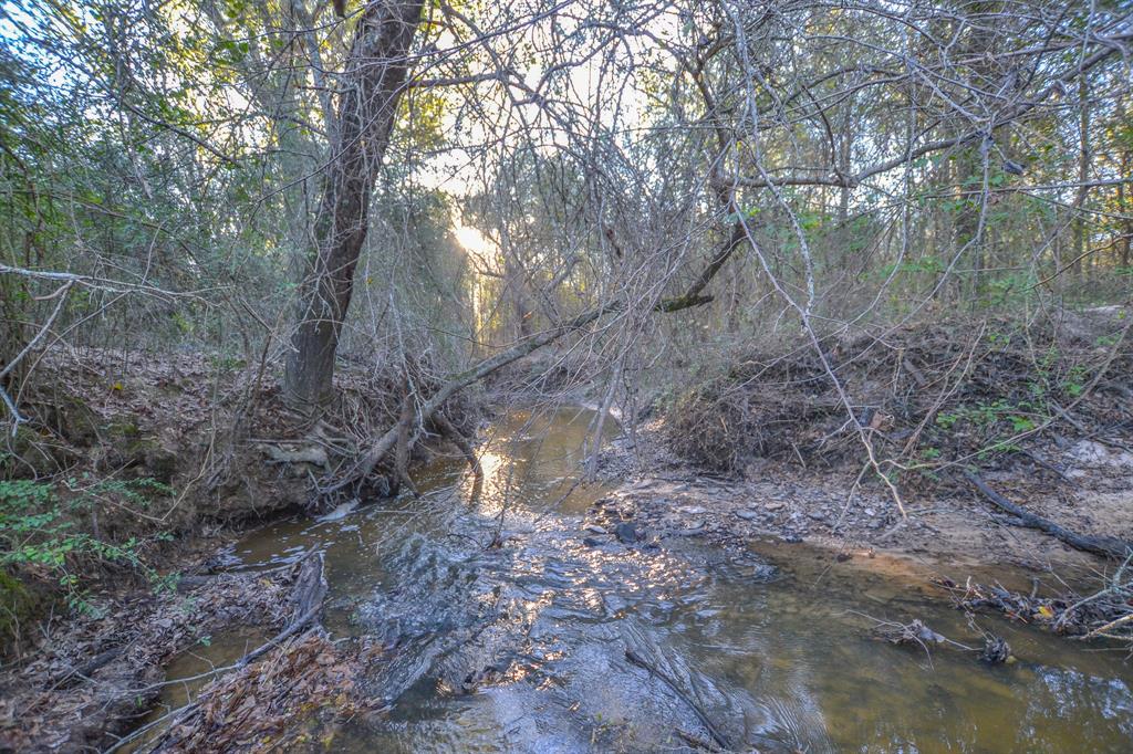 13612 County Road 3900 Athens, TX 75752 - Photo 33 of 40 a view of a forest with trees in the background