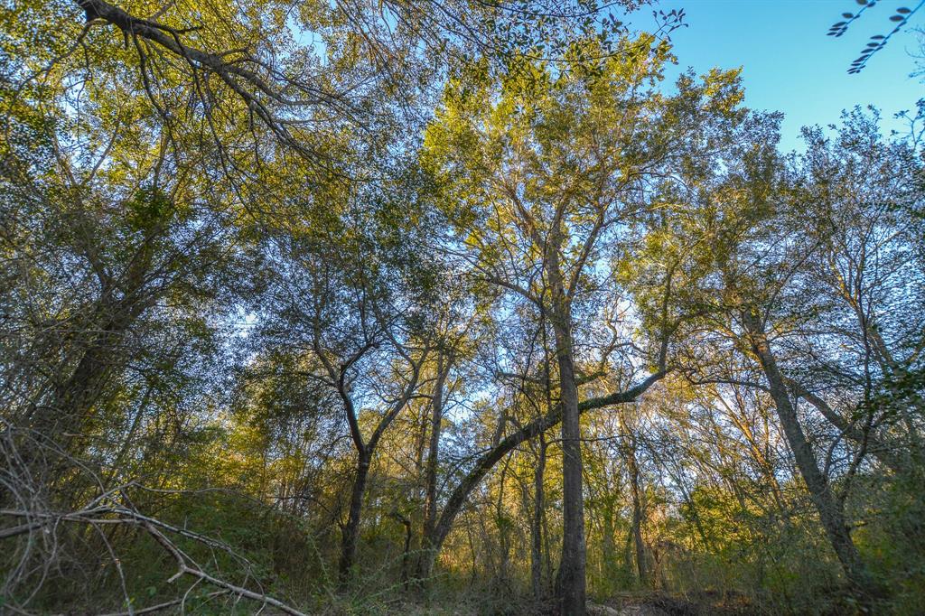 13612 County Road 3900 Athens, TX 75752 - Photo 35 of 40 a view of forest