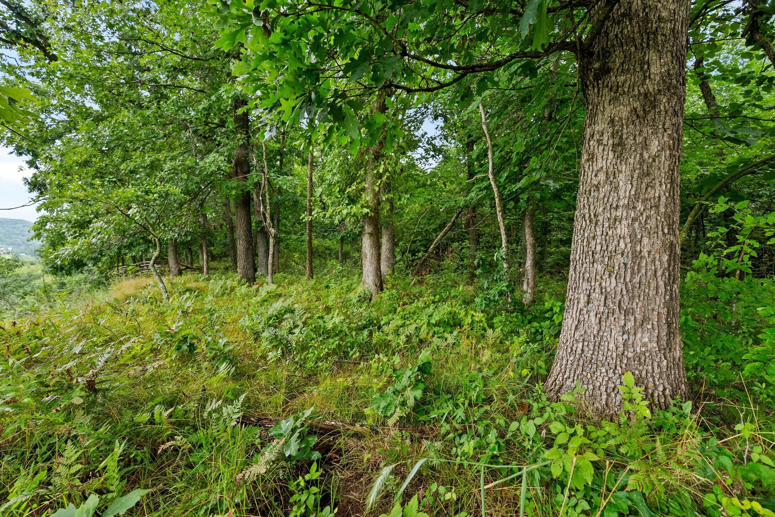 Lt3 County Road North Arkansaw, WI 54721 - Photo 4 of 16 Middle Coast-52 (1) (1)
