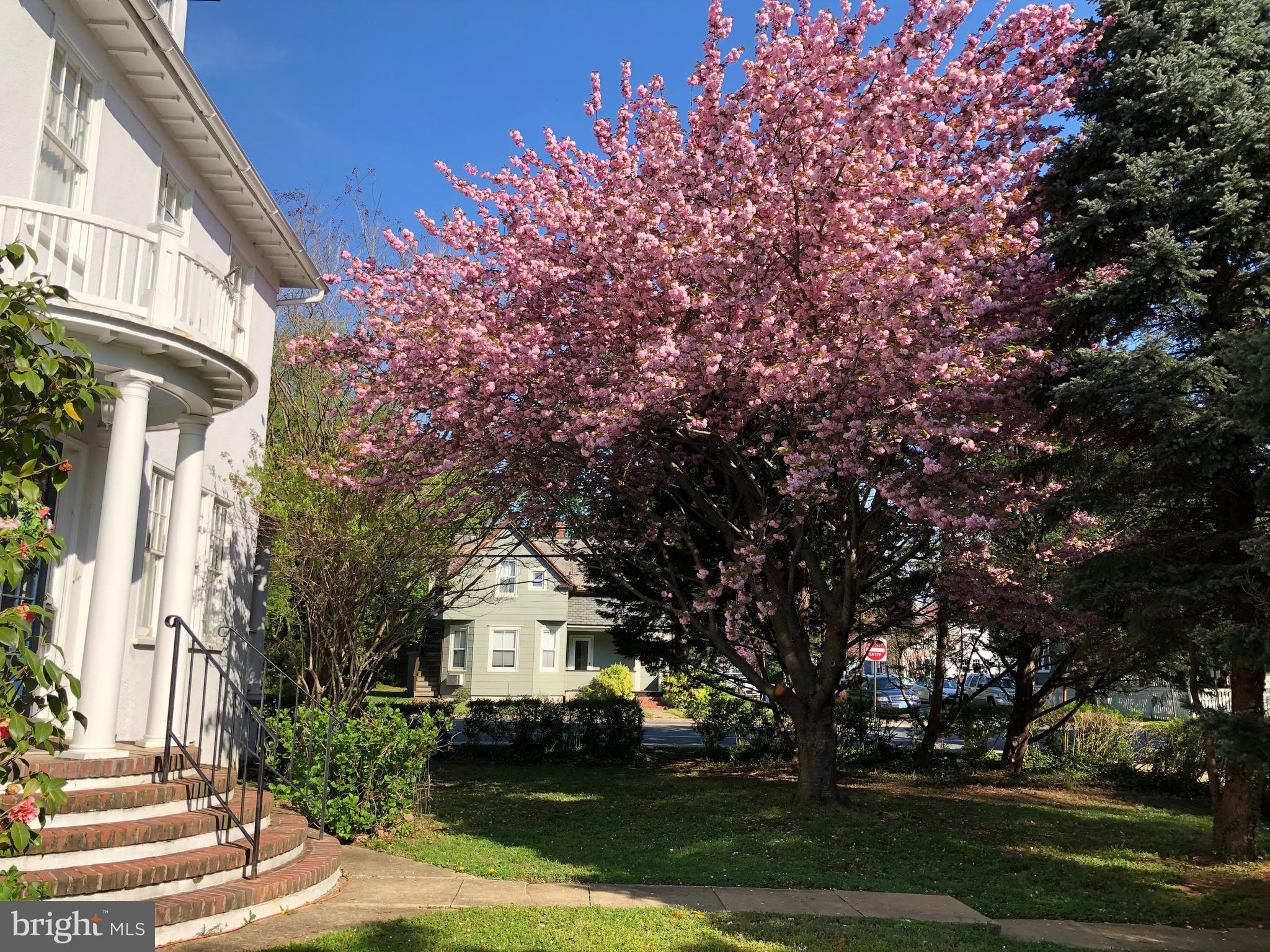 500 State Street Annapolis, MD 21403 - Photo 3 of 44 Pink Dogwoods Blooming in Spring