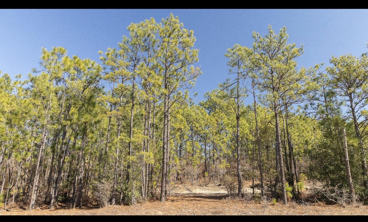 Lot A Kedron Church Road Aiken, SC 29805 - Photo 6 of 8 IMG_6929