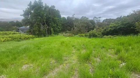 a view of a field with plants and trees
