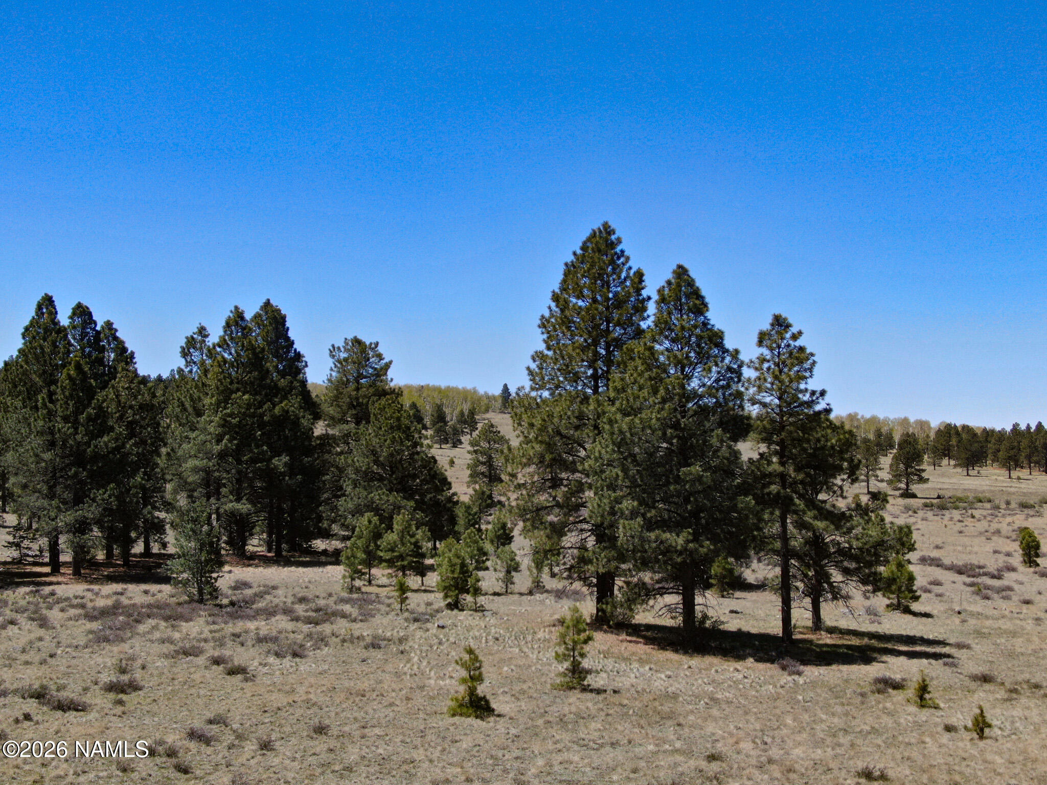 1 Hart Prairie Road Flagstaff, AZ 86001 - Photo 4 of 25 a view of a yard with a tree