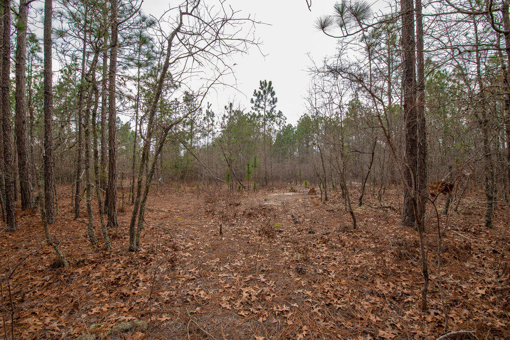 175 Cadle Crossing Road Windsor, SC 29856 - Photo 35 of 36