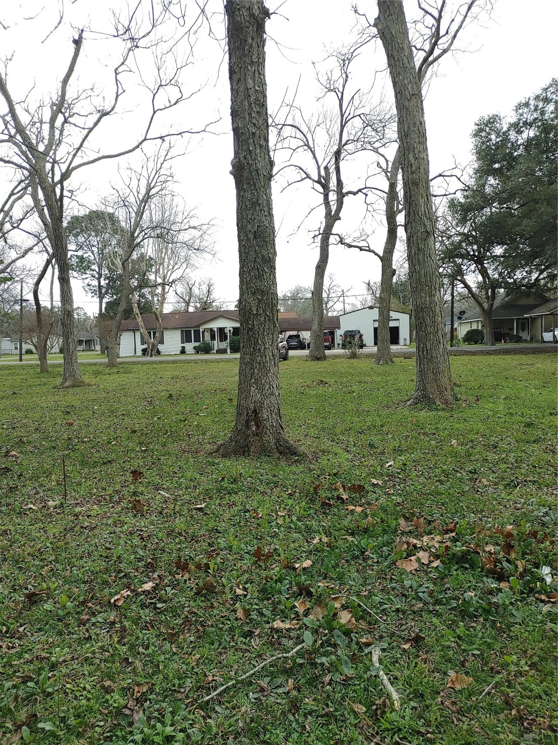 a view of a garden with large trees