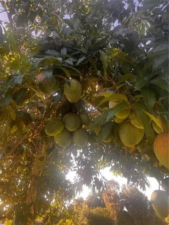 $505,000 | 6309 Avocado Drive, Indian Lake Estates, FL 33843