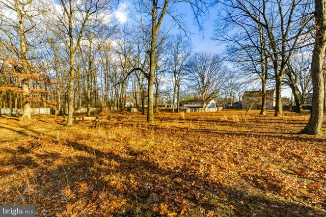 a view of road with large trees
