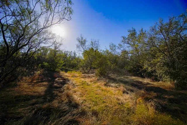a view of a forest with trees in the background