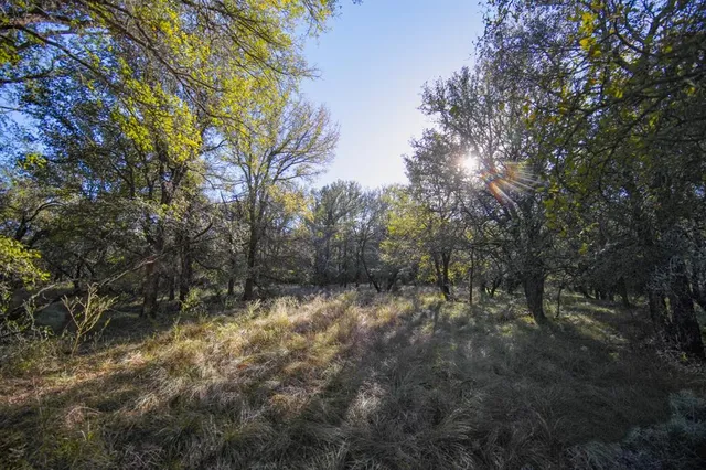 a view of a forest with trees