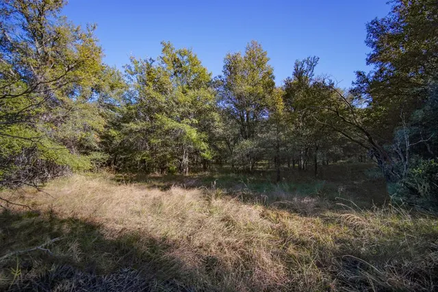 a view of a forest with trees in the background