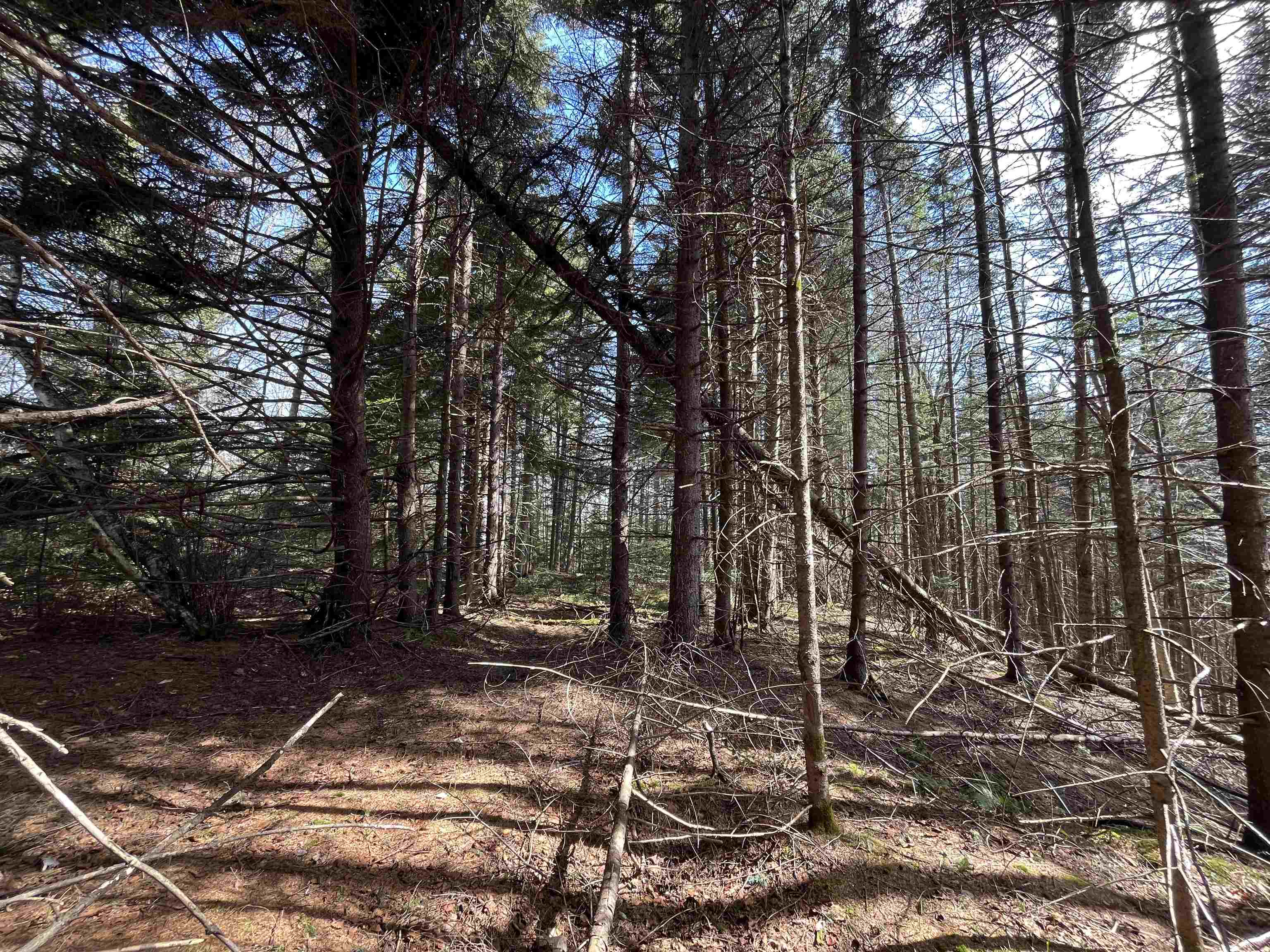 980 Coles Road Westmore, VT 05860 - Photo 8 of 12