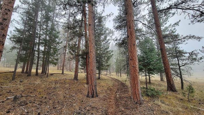 475 Sioux Road Florissant, CO 80816 - Photo 20 of 46