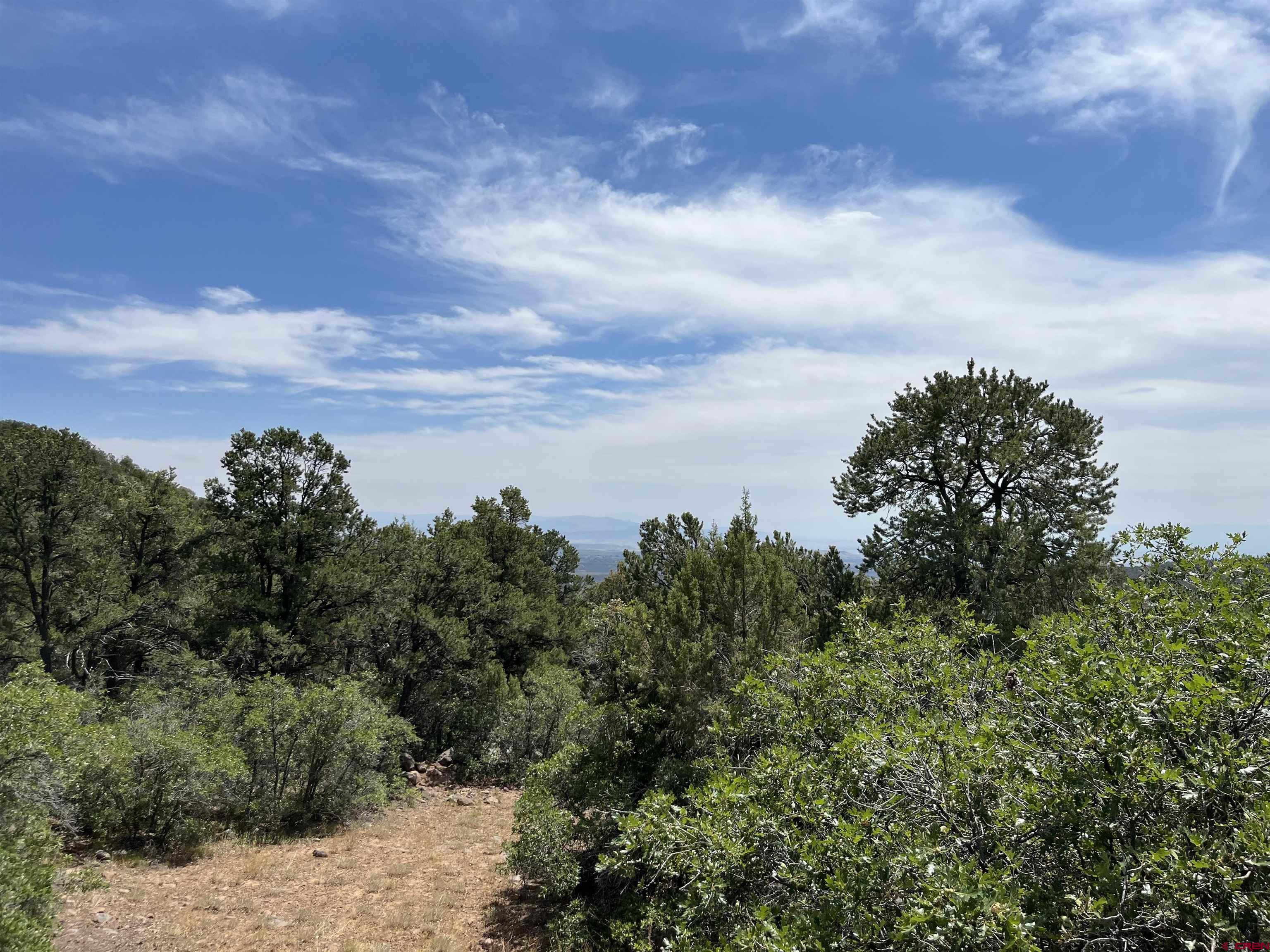 a view of a bunch of trees in background
