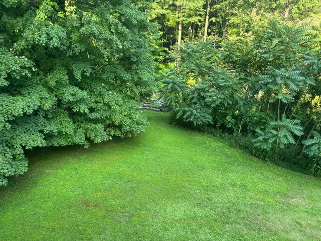 a view of a trees with a yard