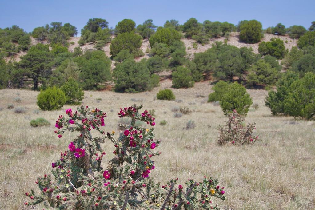 Unit #4 Unit Road Walsenburg, CO 81089 - Photo 9 of 36