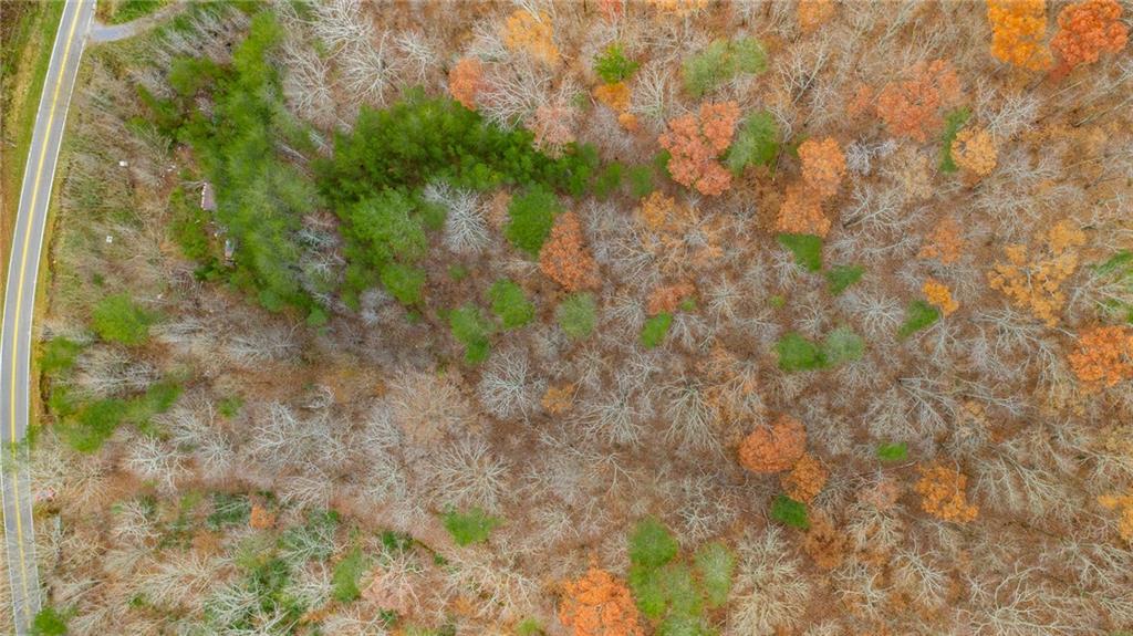 0 Slygo Road Wildwood, GA 30757 - Photo 2 of 30 a close up of a plant in a garden