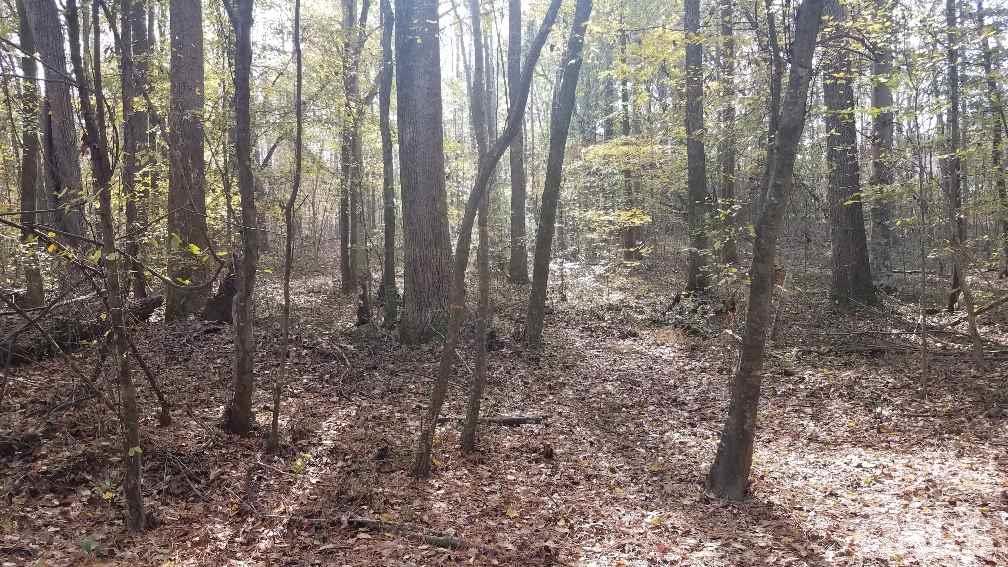 8037 Middleton Road Garner, NC 27529 - Photo 3 of 9 a view of a forest