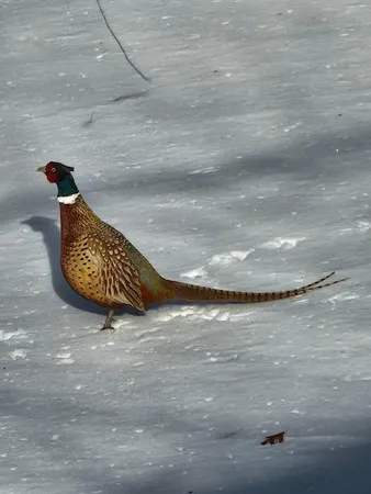 $649,000 | 12516 225th Court, Elk River, MN 55330