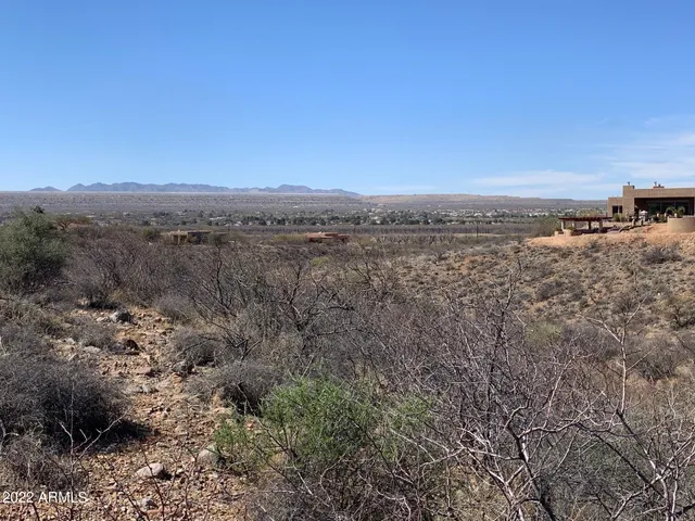 a view of a forest with a tree