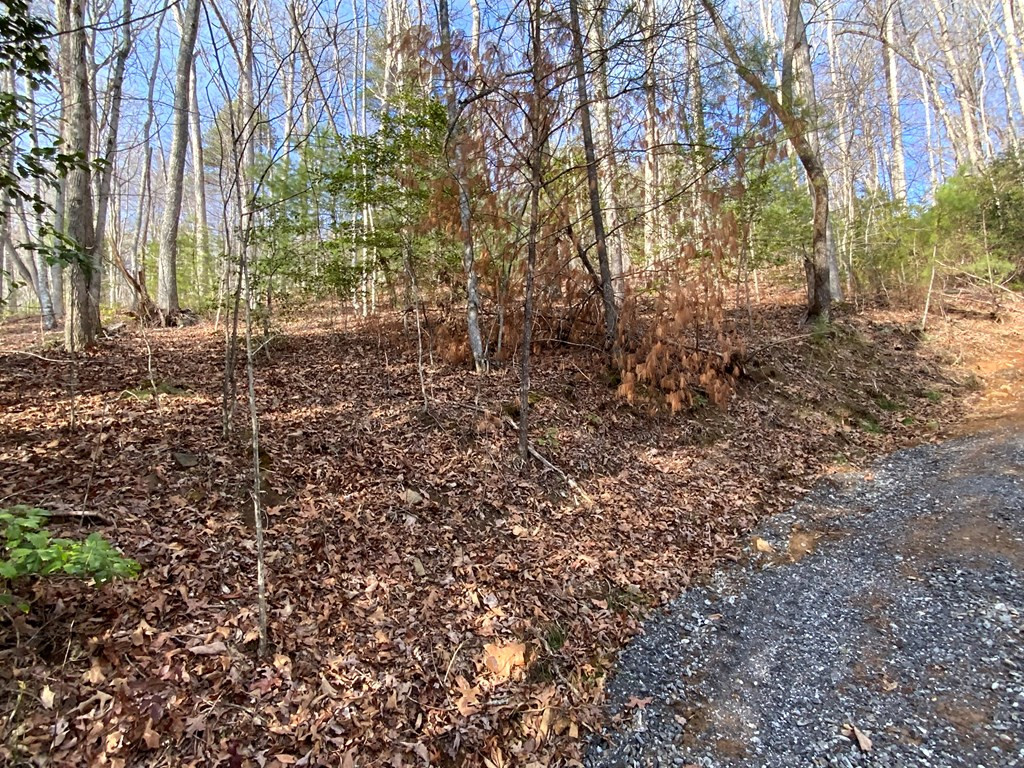 Lot 16 Ivy Log Road Warne, NC 28909 - Photo 6 of 16