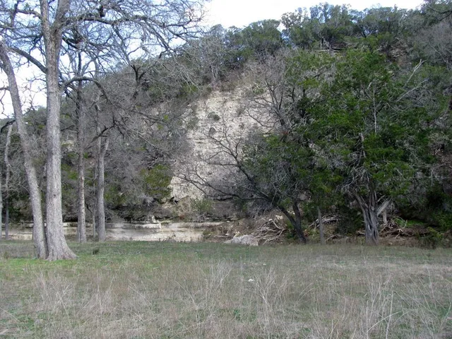a view of a forest filled with trees