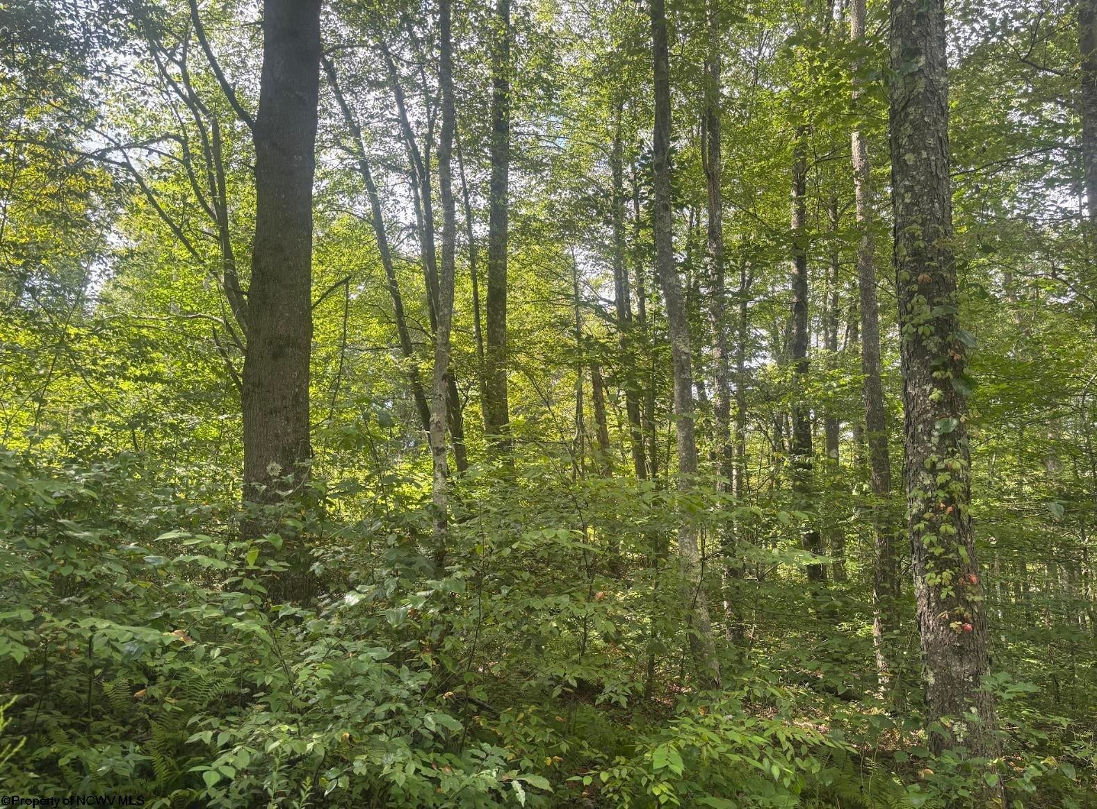 Tbd Fill Hollow Road Rowlesburg, WV 26425 - Photo 7 of 36 Gallery Image 7