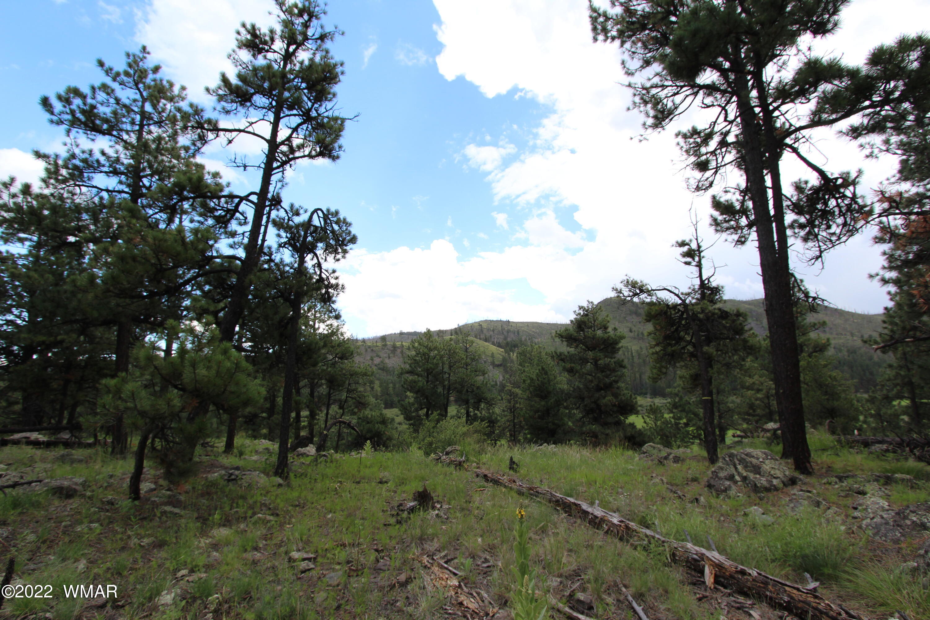 1 1013th Greer, AZ 85927 - Photo 11 of 21 a view of a forest filled with trees in the background