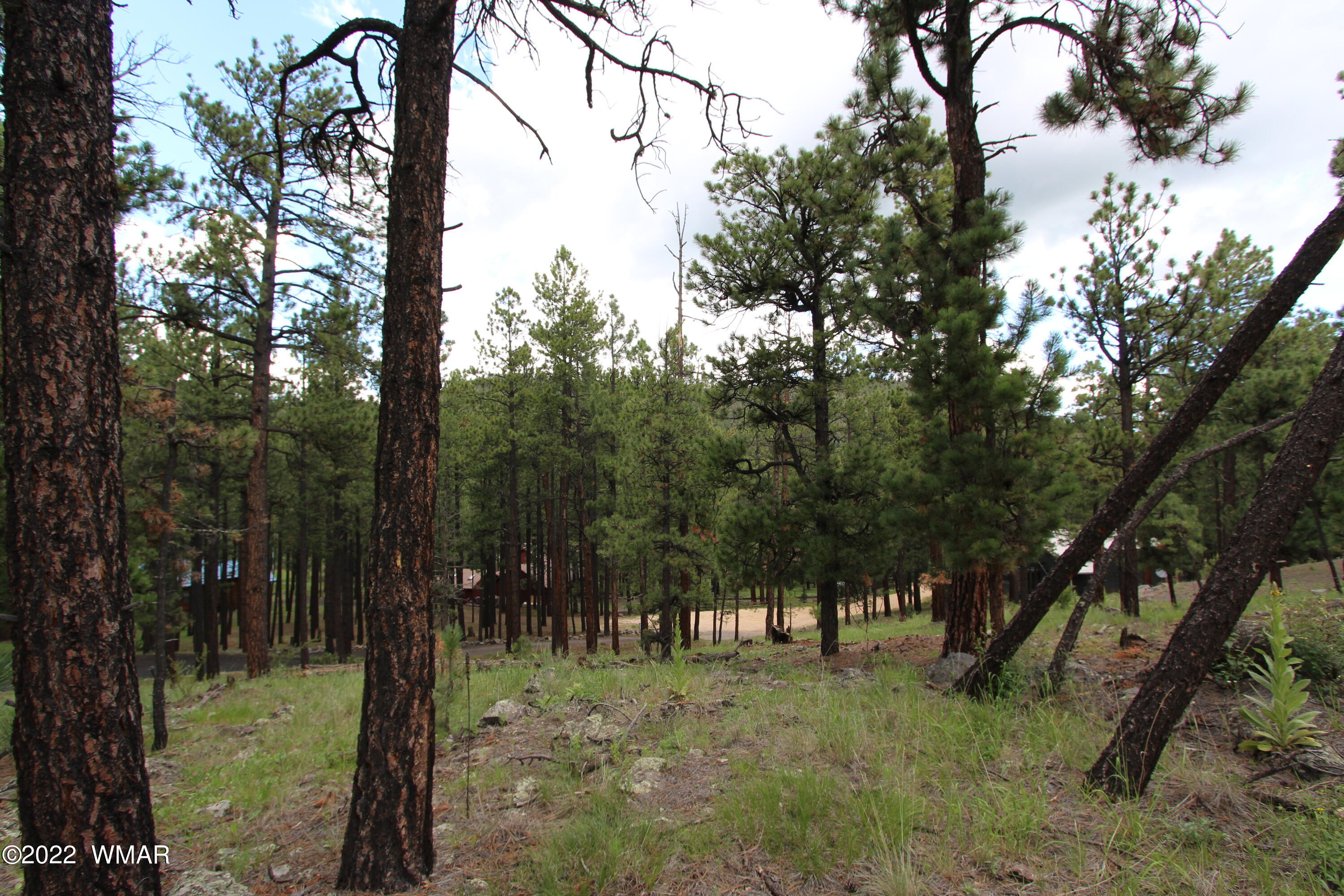 1 1013th Greer, AZ 85927 - Photo 12 of 21 a view of a yard with a tree