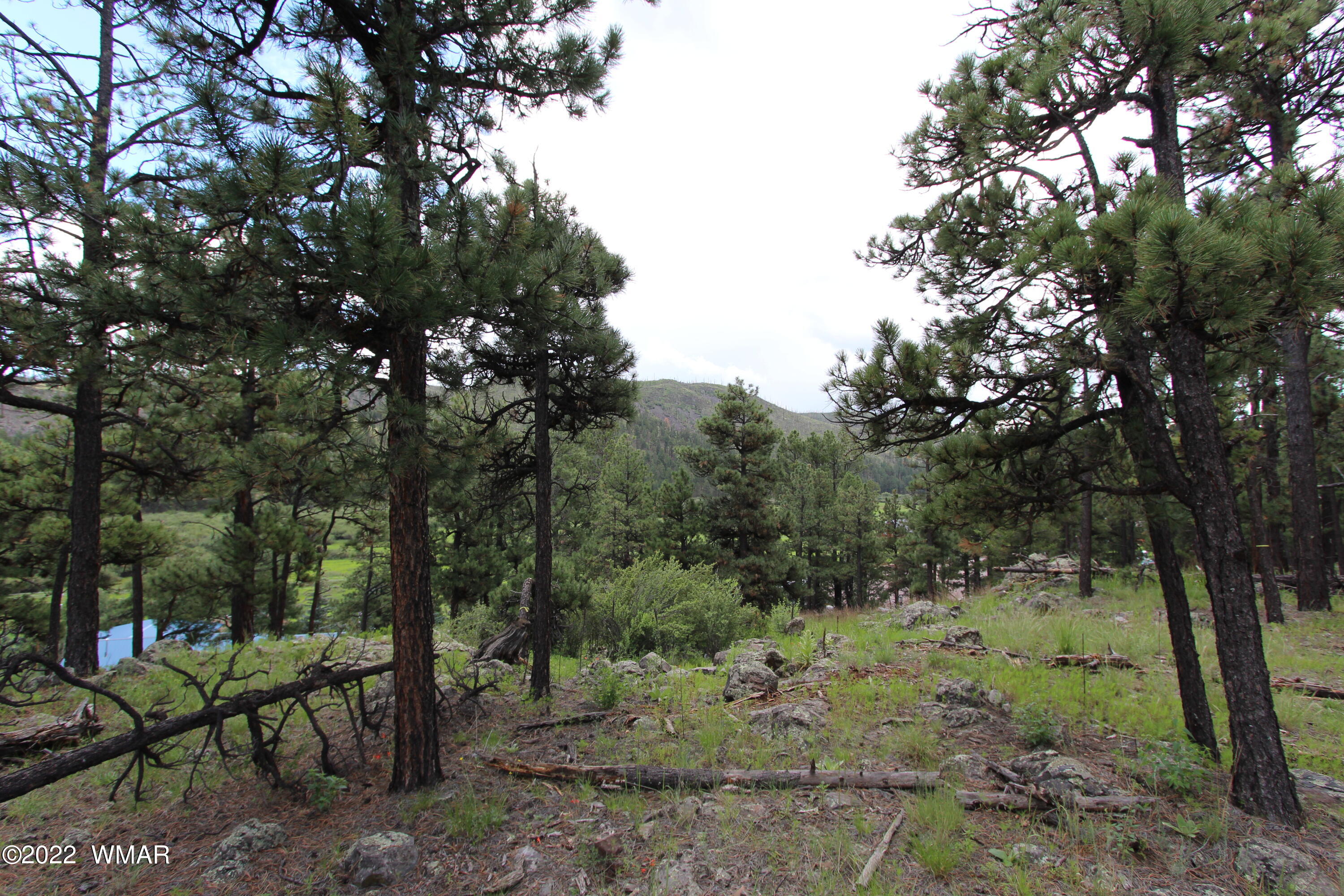 1 1013th Greer, AZ 85927 - Photo 13 of 21 a view of a forest filled with trees