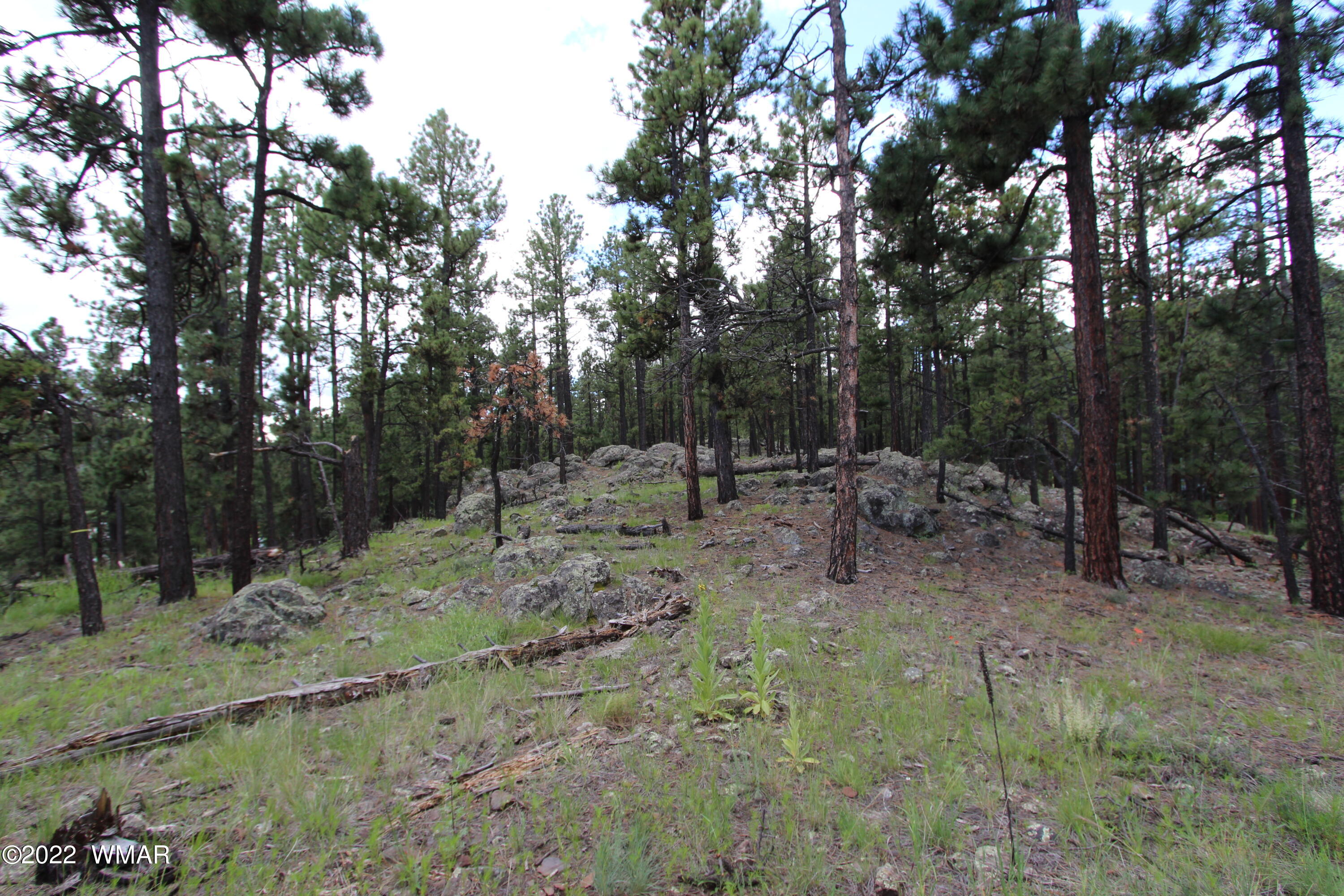 1 1013th Greer, AZ 85927 - Photo 14 of 21 a view of a forest with trees in the background