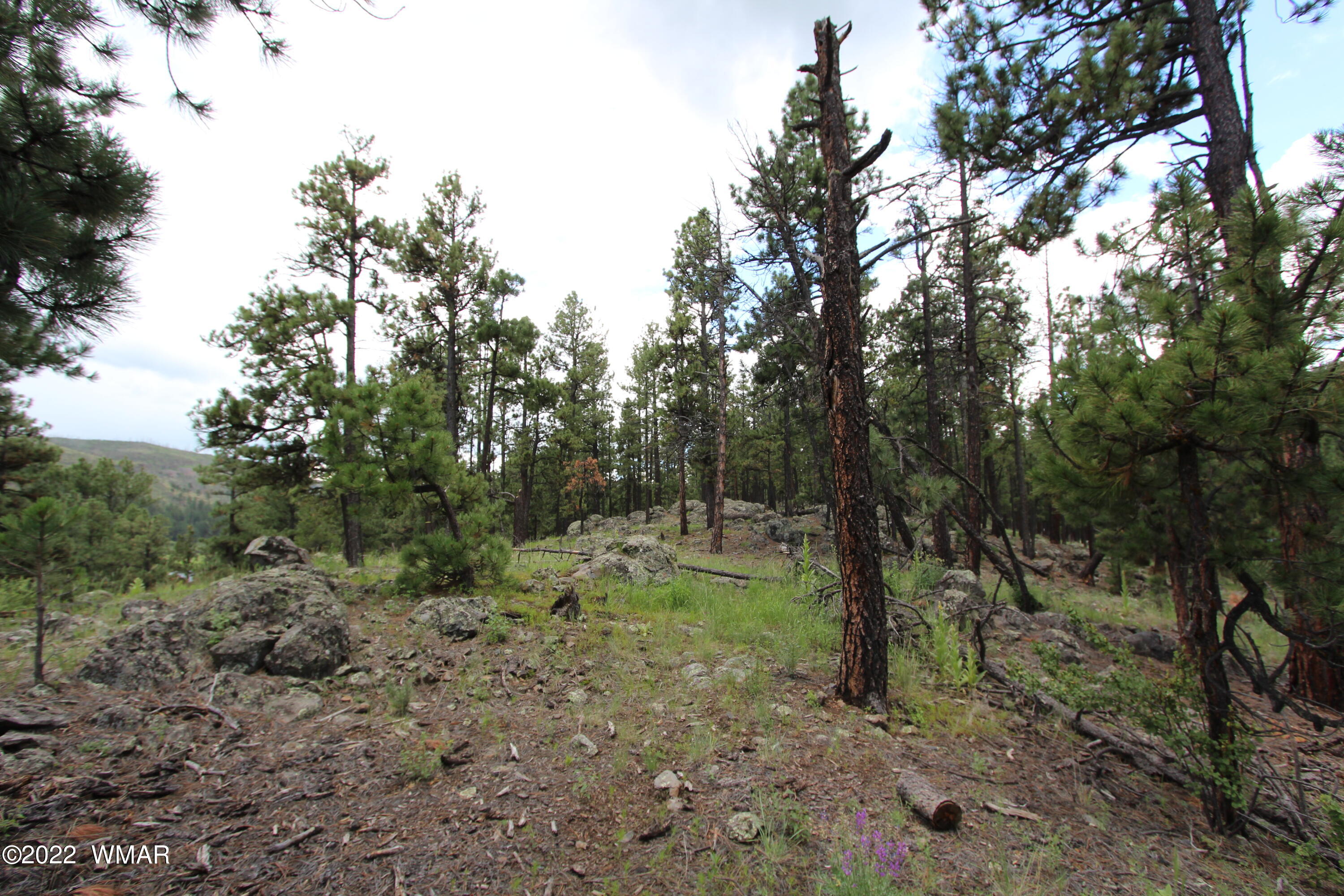 1 1013th Greer, AZ 85927 - Photo 15 of 21 a view of a forest with trees in the background