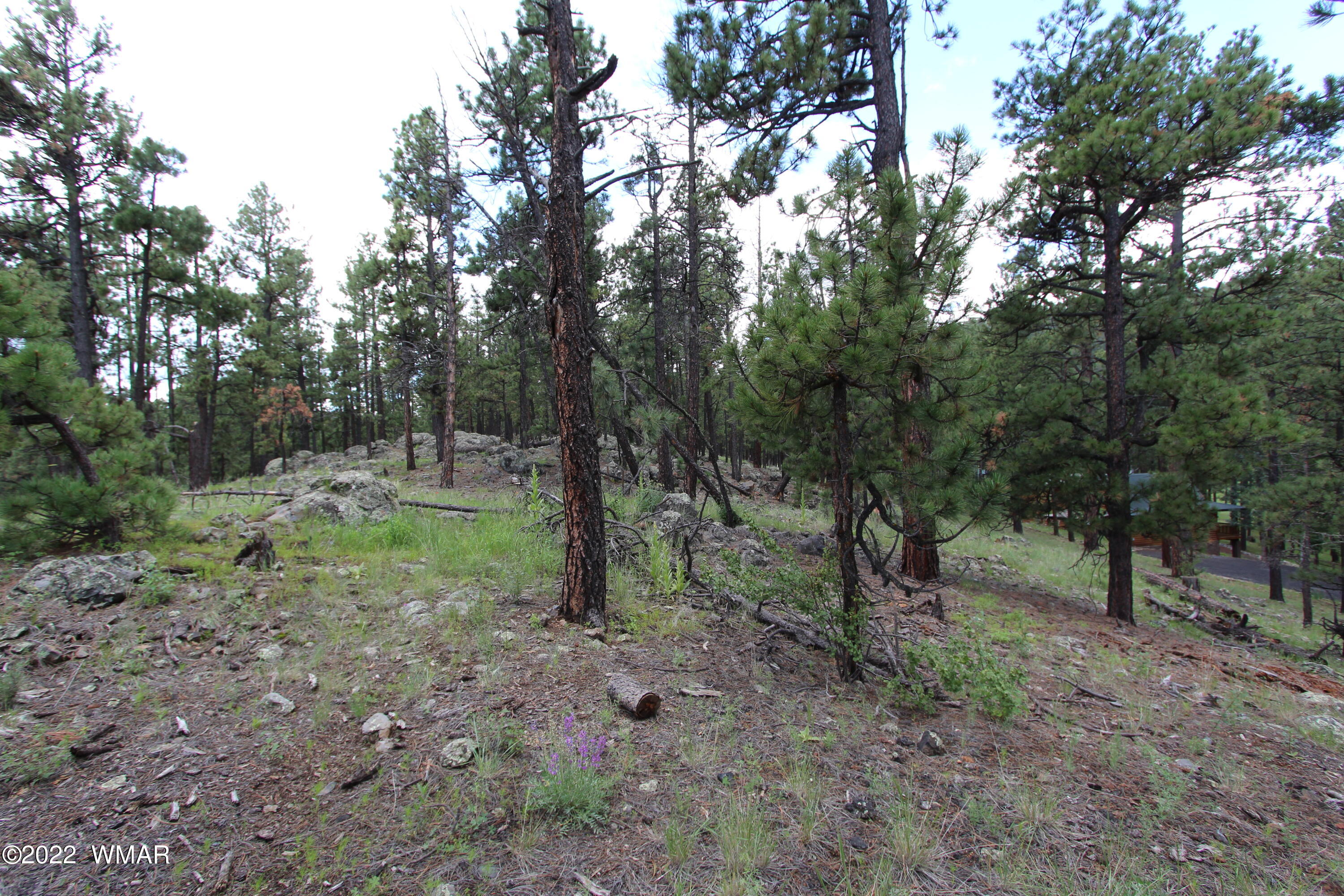 1 1013th Greer, AZ 85927 - Photo 16 of 21 a view of a forest with trees in the background