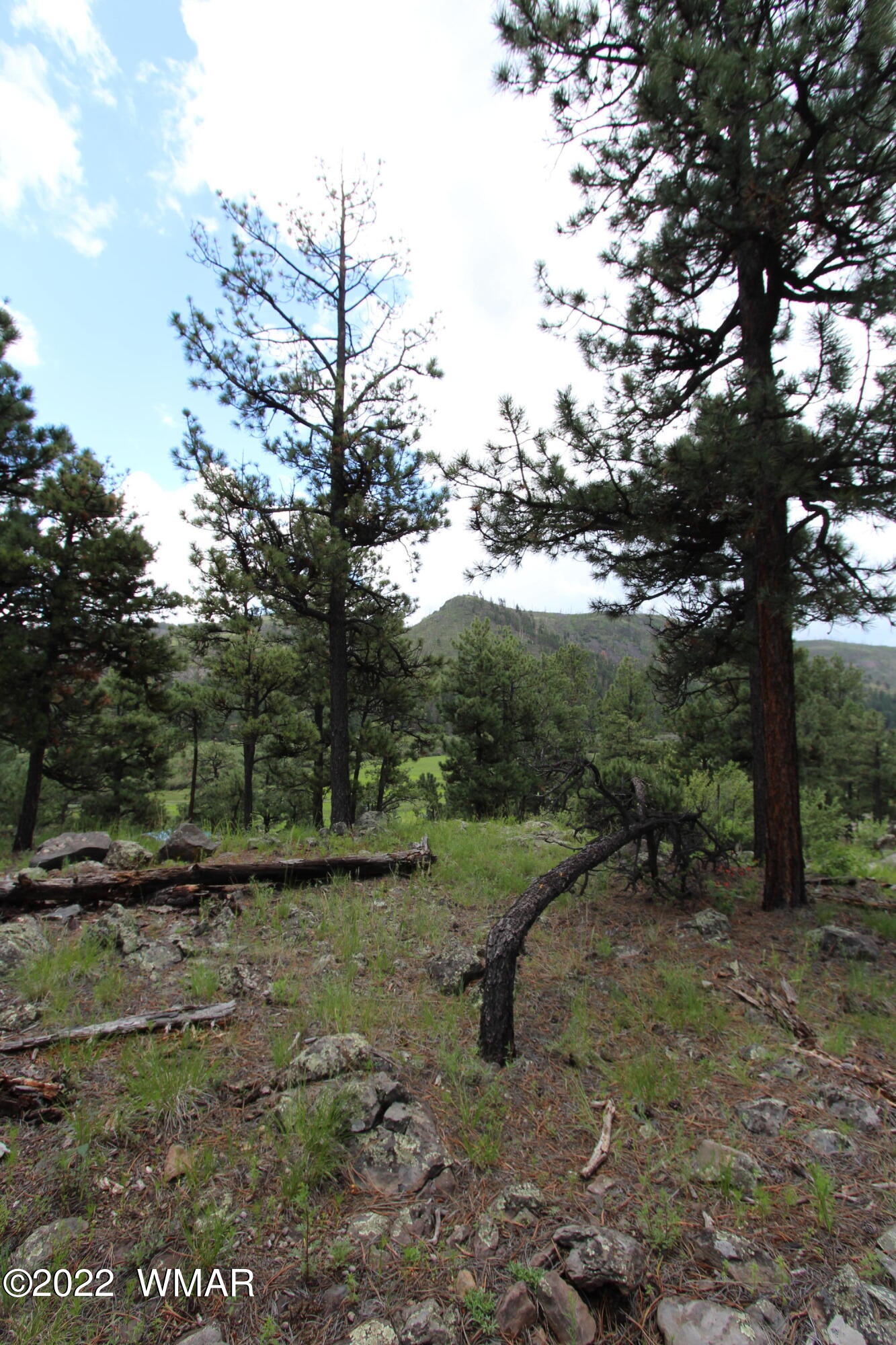 1 1013th Greer, AZ 85927 - Photo 17 of 21 a big yard with lots of green space