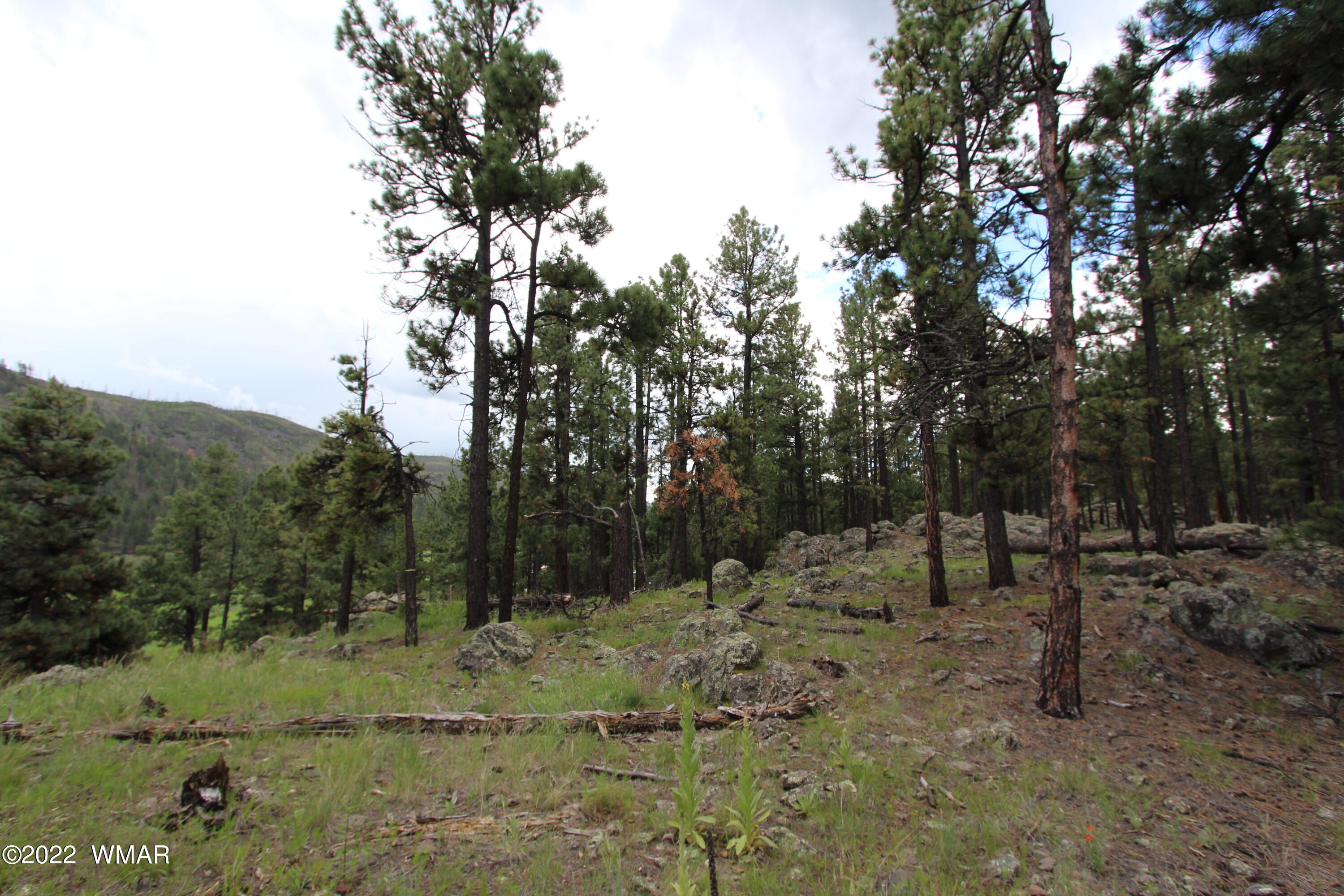 1 1013th Greer, AZ 85927 - Photo 18 of 21 a view of a forest filled with trees