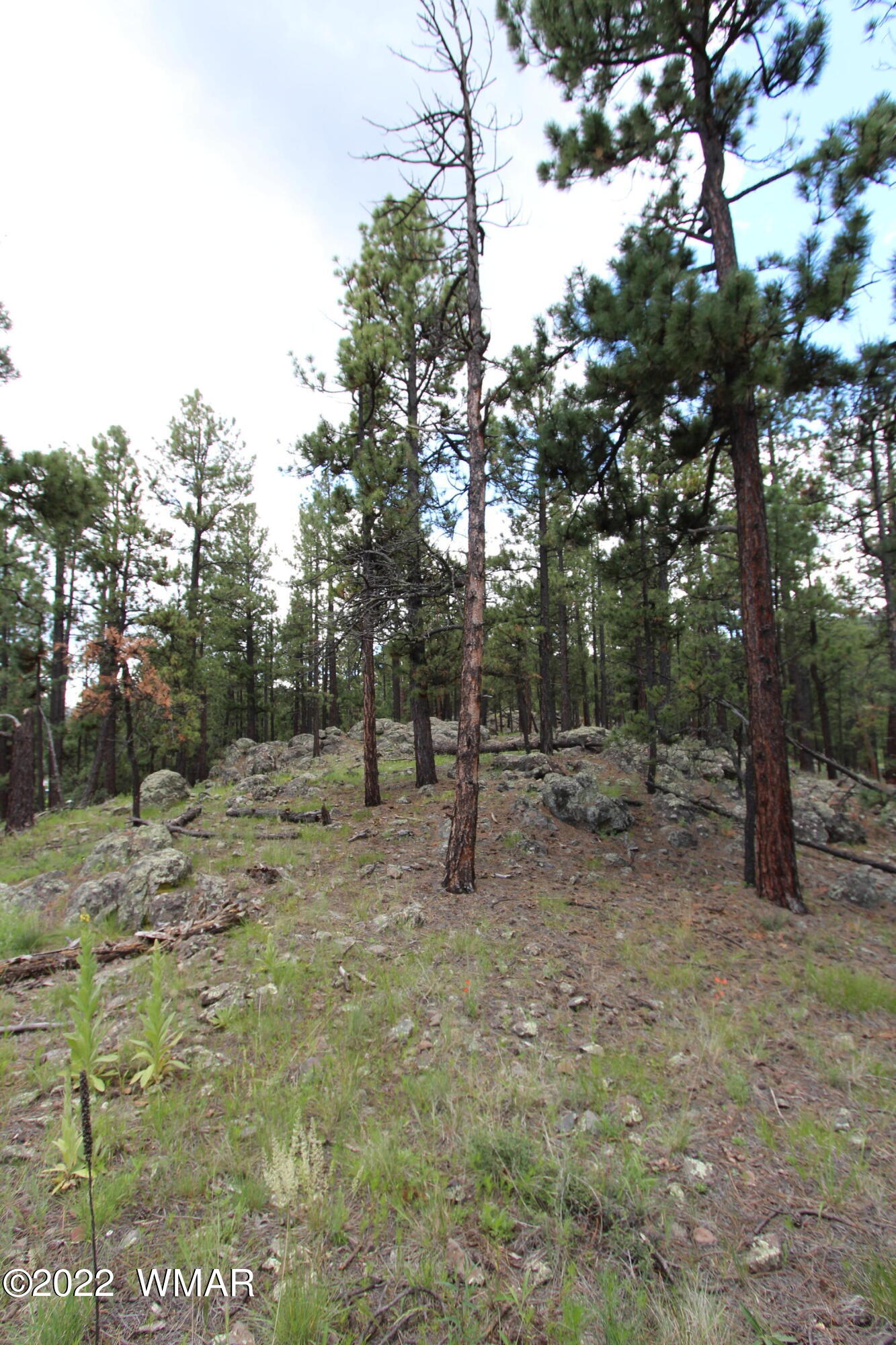 1 1013th Greer, AZ 85927 - Photo 19 of 21 a view of outdoor space with trees