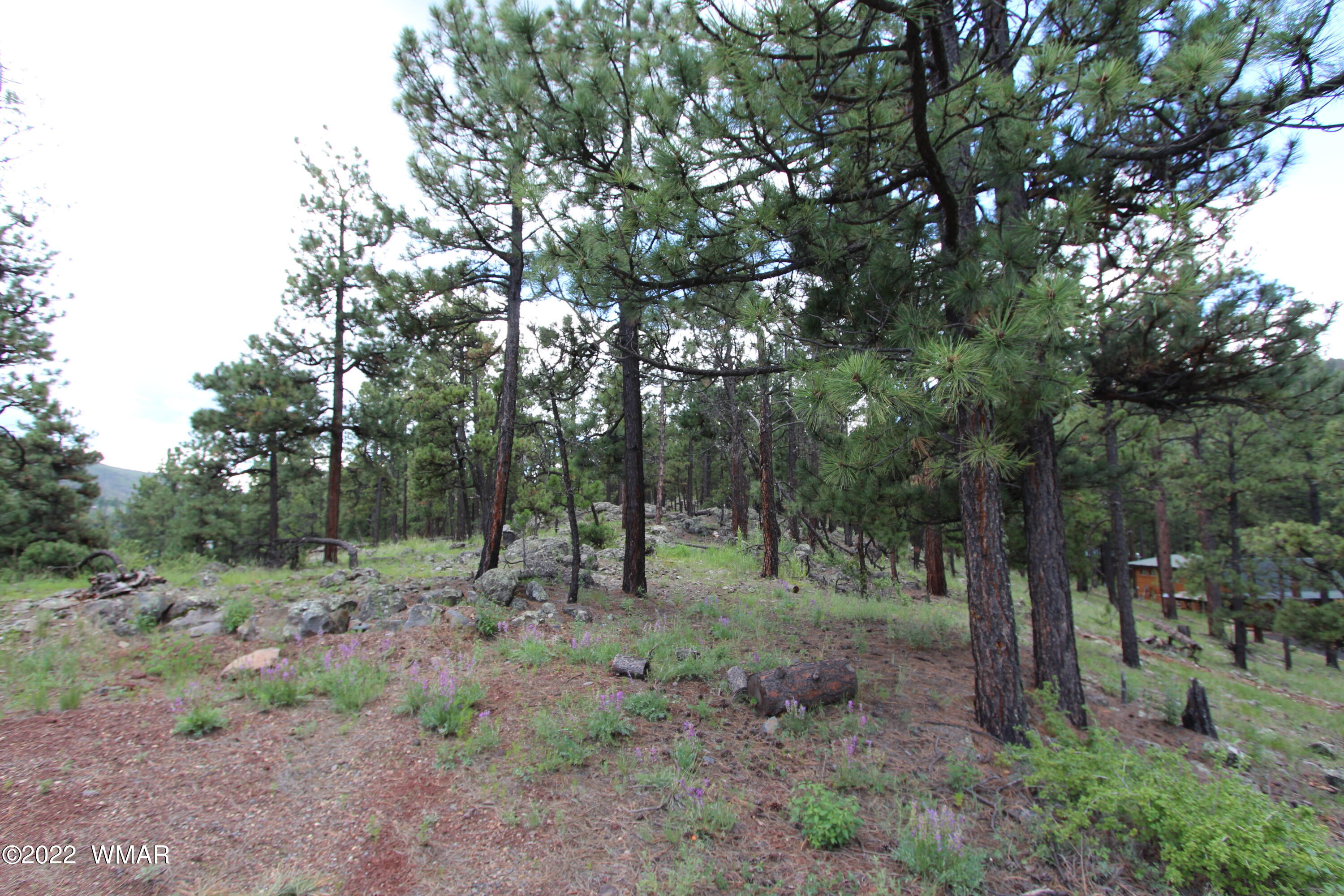 1 1013th Greer, AZ 85927 - Photo 20 of 21 a view of a forest filled with trees