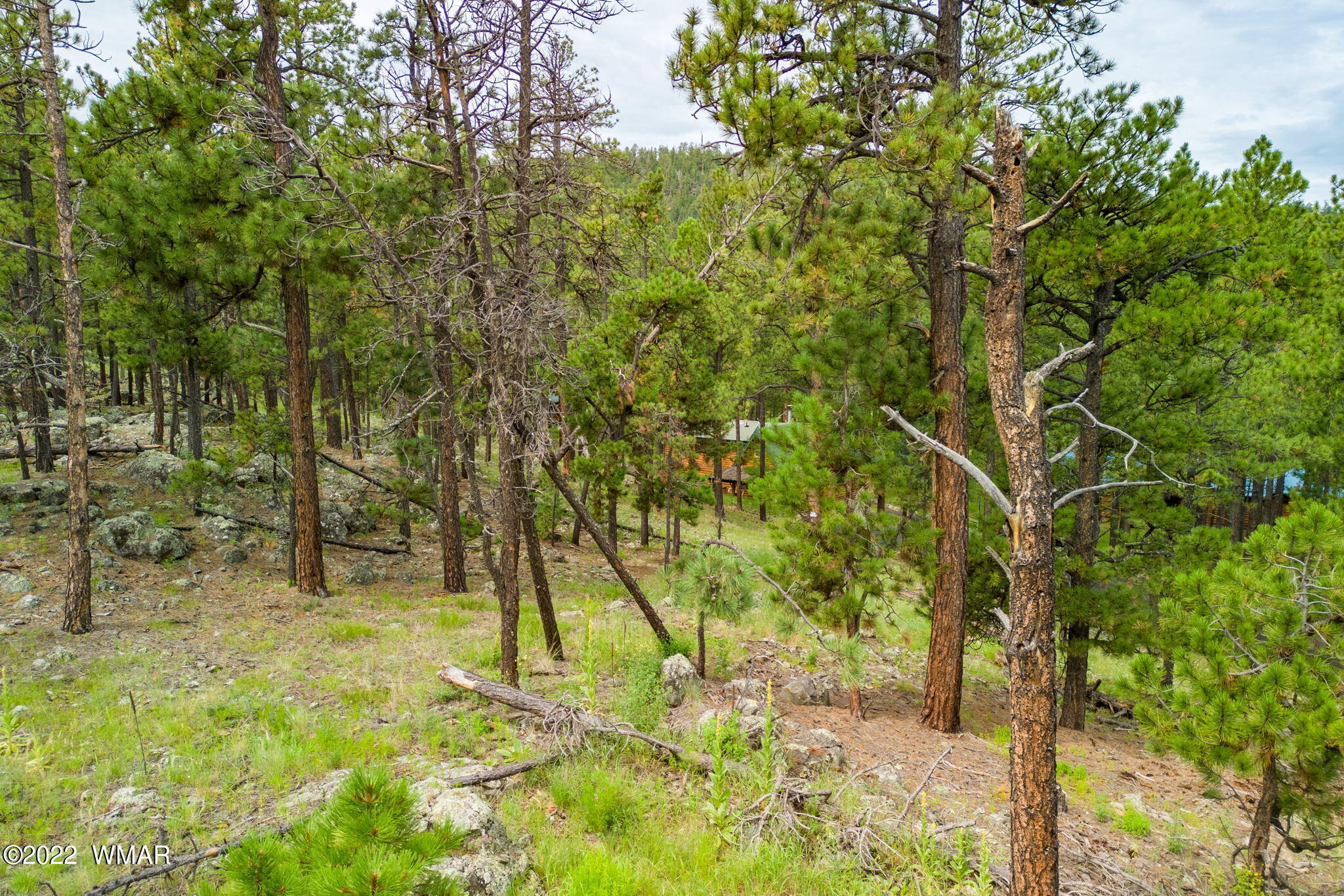 1 1013th Greer, AZ 85927 - Photo 3 of 21 a backyard of a house with large trees
