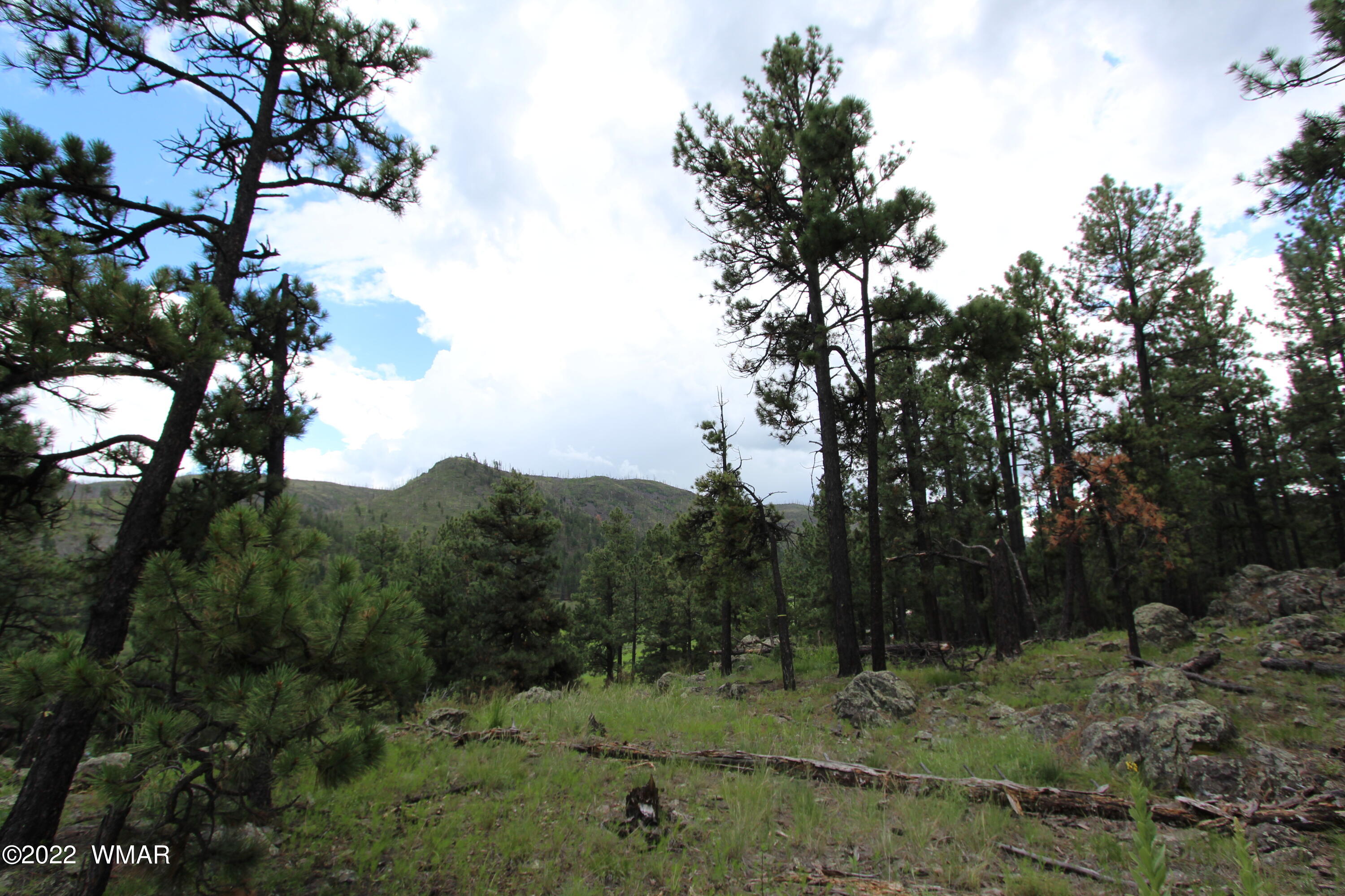 1 1013th Greer, AZ 85927 - Photo 9 of 21 a view of a yard with a tree