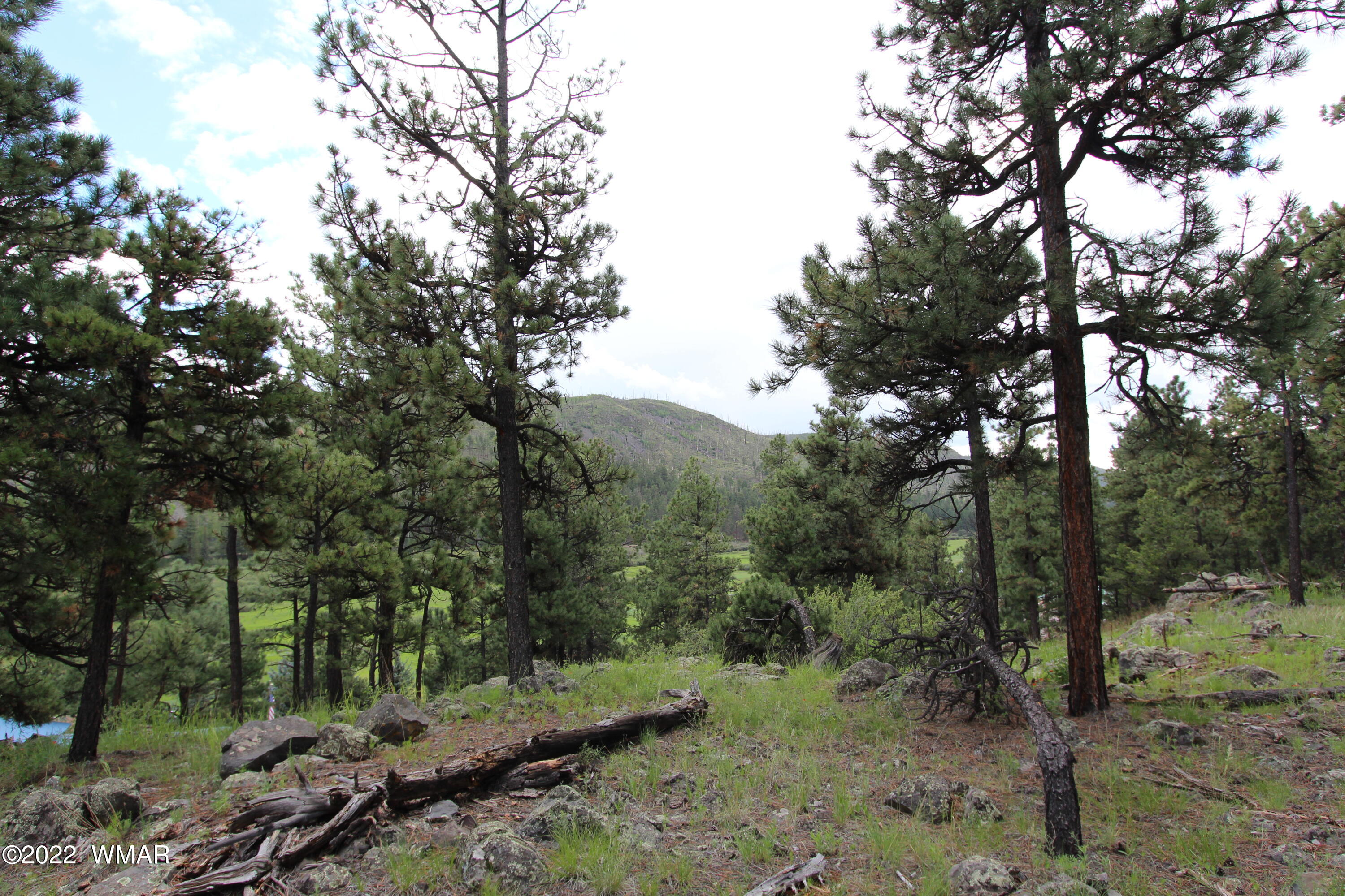 1 1013th Greer, AZ 85927 - Photo 10 of 21 a view of a forest filled with trees
