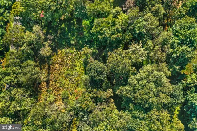 a view of a garden with a tree