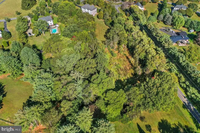 a view of a lush green forest